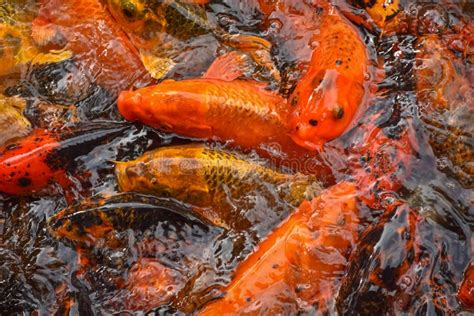 Peixes Carpa Coloridos E Multicoloridos Que Nadam Na Lagoa Peixes