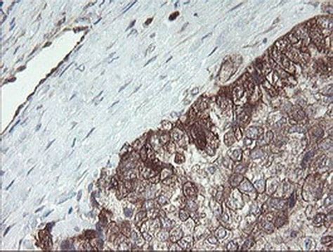 TSC22D1 Monoclonal Antibody OTI3B10 TrueMAB OriGene 30 μL