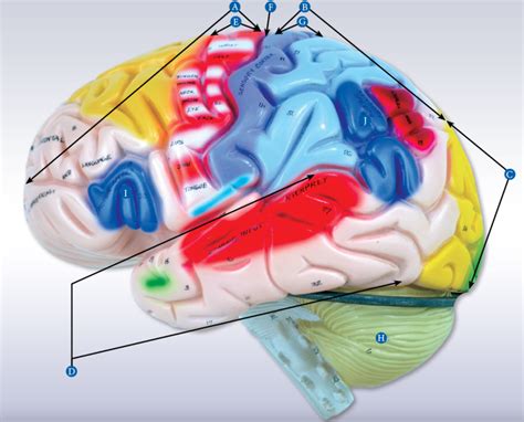 brain areas Diagram | Quizlet