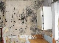 Professional Chemical Removal Of Black Mould In Houses In Belmont