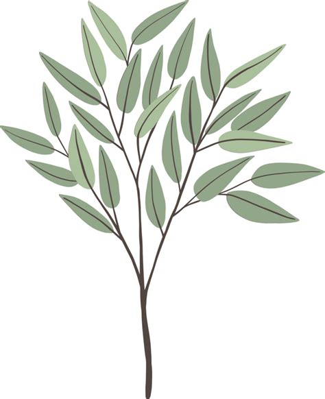 Simplicity Eucalyptus Leaf Freehand Drawing Png