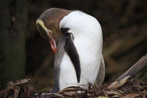 About Yellow-eyed Penguins - Malinda Rene