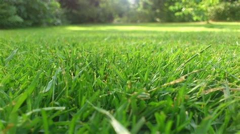 Tipos De Césped Natural Cuáles Hay Y Cómo Escoger El Mejor Para Tu Jardín Viveros Gónzalez La