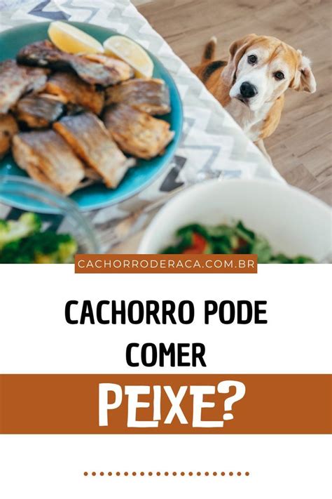 Cachorro Pode Comer Peixe Cru - Cachorro Pode Comer Peixe? O que dizem os Especialistas | Alimentação ...