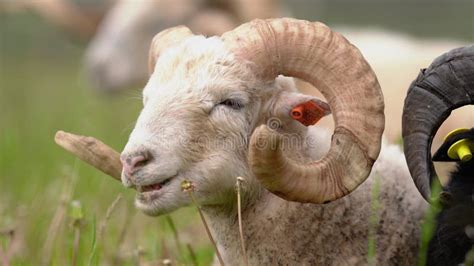 Sheep With Twisted Horns Traditional Slovak Breed Original Valaska