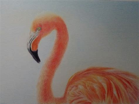 Flamingo Colored Pencil Drawing Illustration Bird Art Etsy