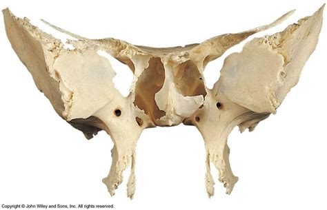 Sphenoid Bone Anterior View Diagram Quizlet