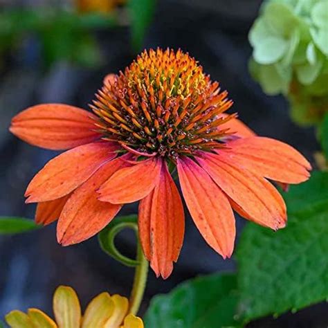 Amazon Best Garden Seeds Rare Echinacea Firebird Dark Red