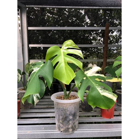 Jual Monvar Monstera Variegata Pucuk Daun Belah Shopee Indonesia