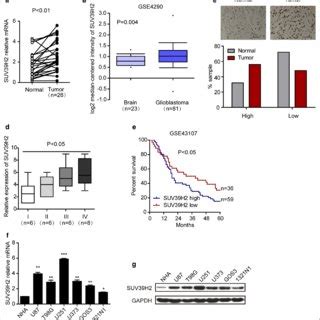 Relevance Of SUV39H2 Expression In Human Glioma A The MRNA Expression