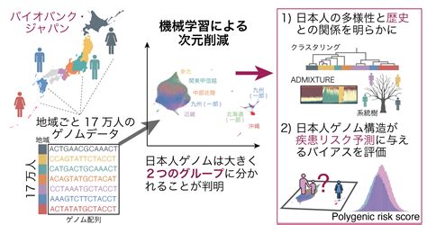 坂上 沙央里、岡田 随象 ≪遺伝統計学≫ 大規模ゲノムの機械学習手法により日本人集団の地域による多様性を解明～日本人のゲノムを知り、ゲノム個別