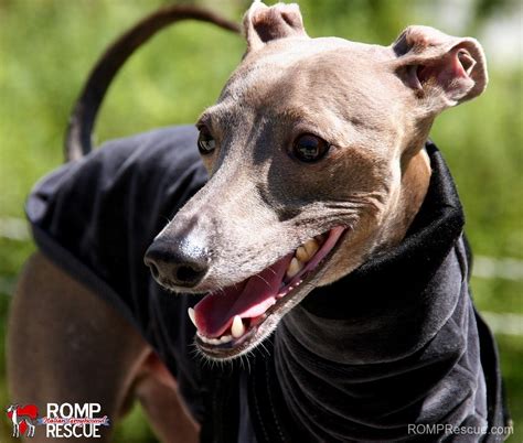 Italian Greyhounds Wearing Turtlenecks Romp Italian Greyhound Rescue