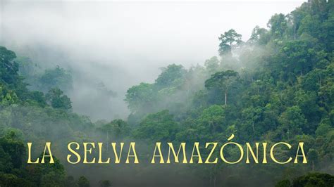 Sonidos de la Selva Amazónica Pura Naturaleza para Dormir y Relajarse