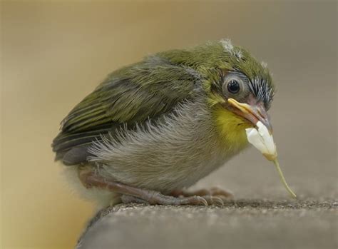 gambar burung pleci terbang gambar burung