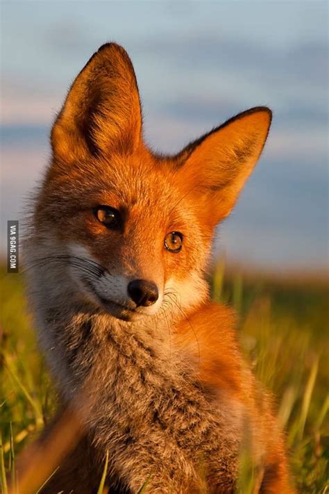 Ridiculously Photogenic Fox Animalia Animals Animals Beautiful