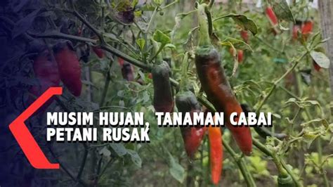 Dampak Cuaca Buruk Tanaman Cabai Petani Rusak