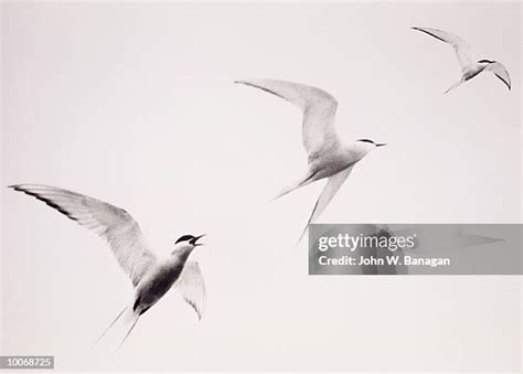 Black And White Seabird Photos And Premium High Res Pictures Getty Images