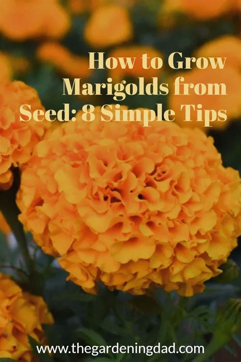 How To Grow Marigolds From Seed 8 Simple Tips Growing Marigolds Growing Plants Indoors