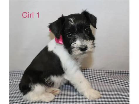 5 Males And 1 Female Miniature Schnauzers Puppies In San Antonio