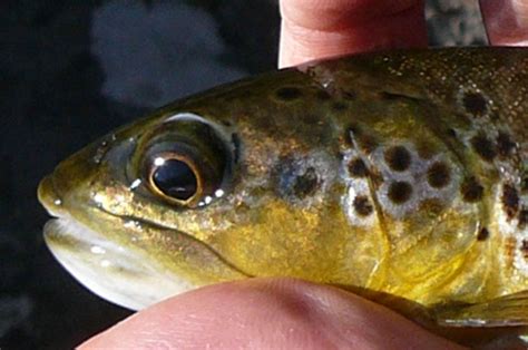 How Trout See And Perceive Colors Sporting Classics Daily