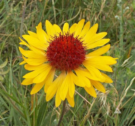 Yellow Gaillardia Gaillardia Aristata Applewood Seed Company