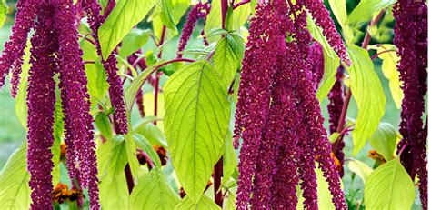 Amaranth Pigweed Tumbleweed Amaranthus Genus Level Details And