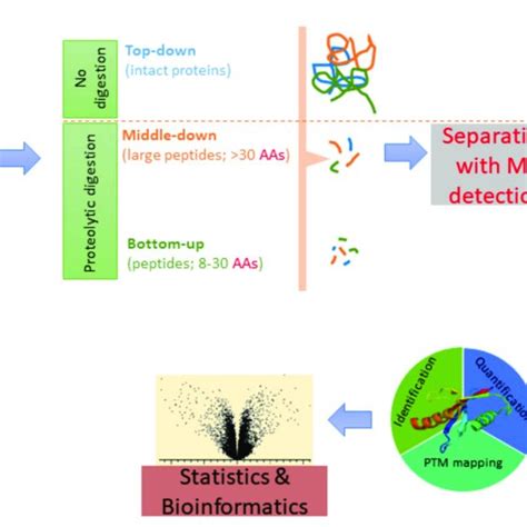 Schematic Representation Of Proteomics Approaches Download