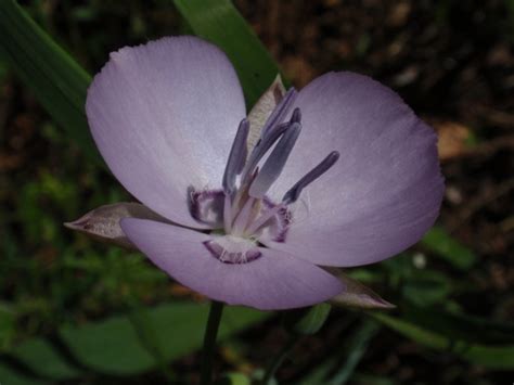 Naked Mariposa Lily Mariposa Lilies Of The World INaturalist NZ