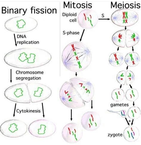 Human Zygote Cell Division - Cell Division