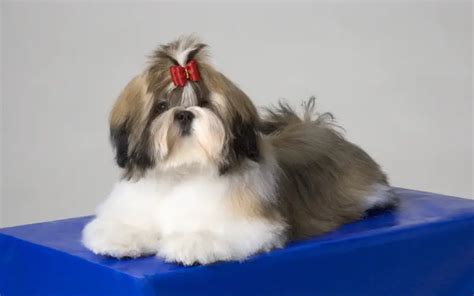 Trendy Shih Tzu Haircuts For A Stunning Appearance