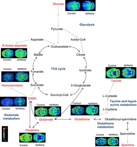 Msi Of Metabolites Involved In Central Metabolic Pathway In The Brain