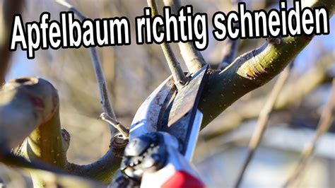 Apfelbaum Richtig Schneiden Anleitung Apfelb Ume Zur Ckschneiden