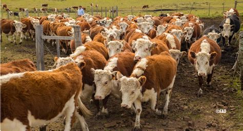 Ganadería Climáticamente Inteligente La Revista Agropecuaria De