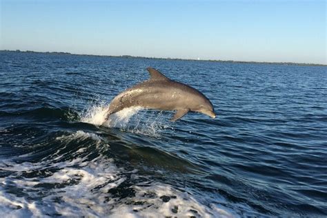 St Petersburg Dolphin Watching Nature Eco Cruise St Petersburg