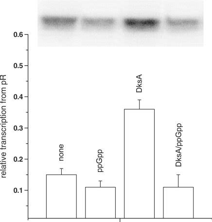 The Effect Of PpGpp And DksA On The In Vitro Transcription Initiation