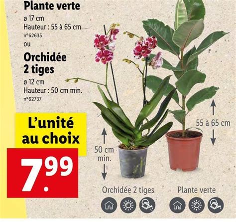 Promo Plante Verte Chez Lidl