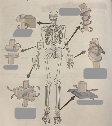 Synovial Joints Diagram Quizlet