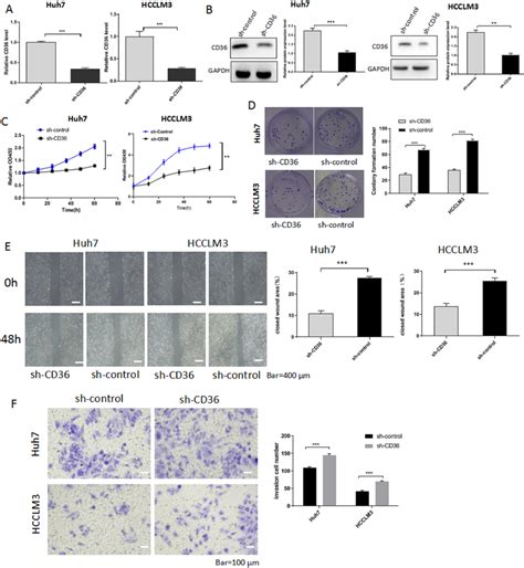 Cd Affects The Proliferation And Metastasis Of Hcc In Vitro Huh