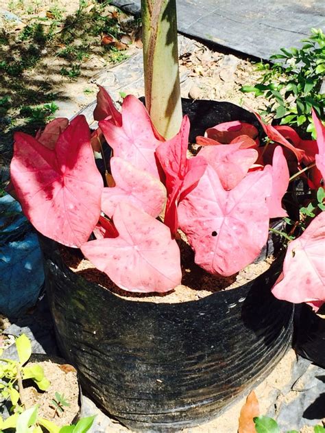 Caladiums Plants Foliage Garden