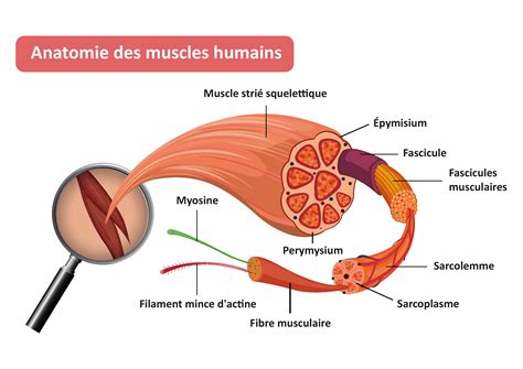 Guide Les Nerfs Et Les Muscles