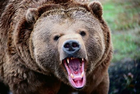 Brown Bear Roaring