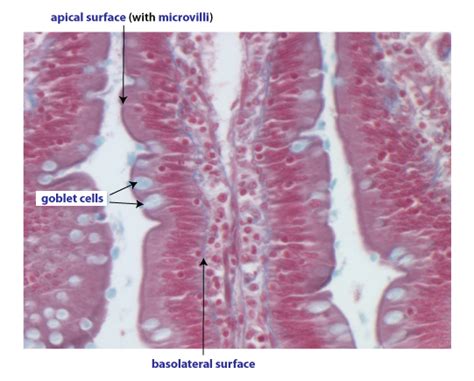 Epithelial Histology