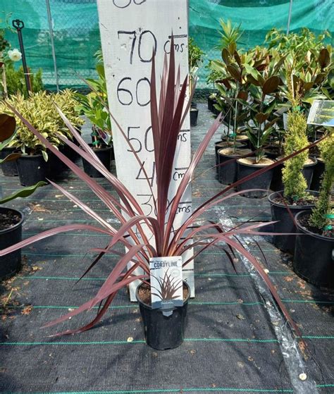 Pocahontas Cordyline Mm Pot Canberra Nursery Garden Centre