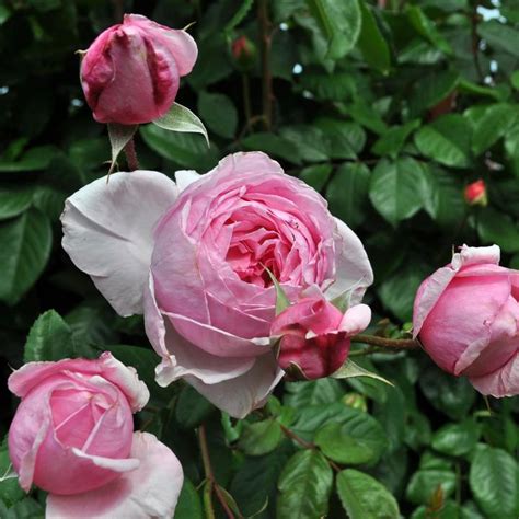 Rosa Arborose® Kiss Me Kate™ Kornagelio Climbing Rose Garden Center