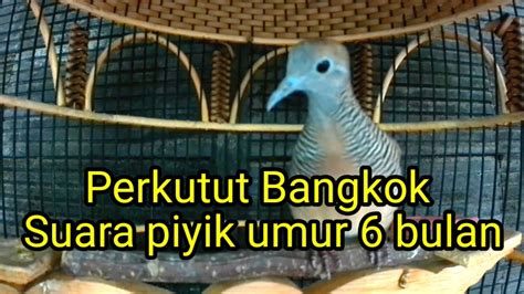 Perkutut Bangkok Gacor Suara Piyik Umur 6 Bulan YouTube