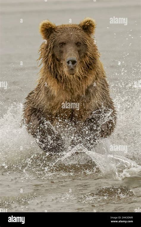 Brown Bear Fishing For Salmon Silver Salmon Creek Lake Clark National