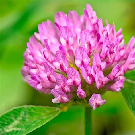 Medium Red Clover 1 Oz 16000 Seeds Non Gmo Open Pollinated