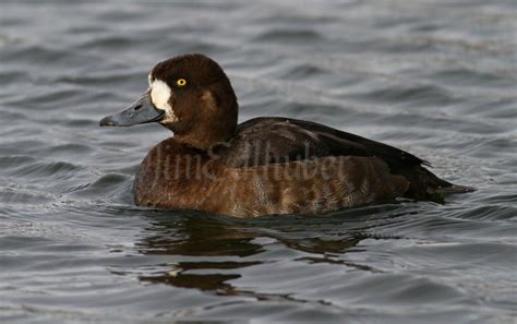 Greater Scaup Vs Lesser Scaup