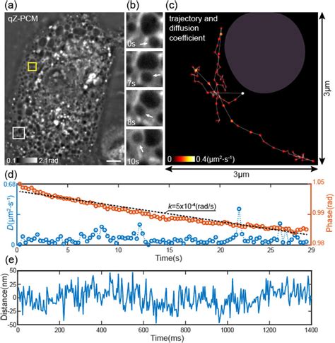 Qz Pcm Phase Imaging Of A Live Macrophage A A Representative Phase