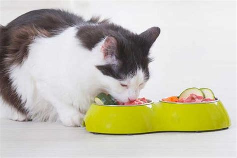 Should You Use Low Residue Cat Food? – CattyBox